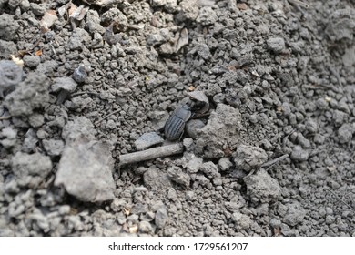 Tenebrionid Beetle, A Pest Of Crops On The Background Of The Soil