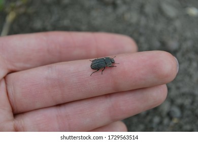 Tenebrionid Beetle, A Pest Of Crops On Hand Background