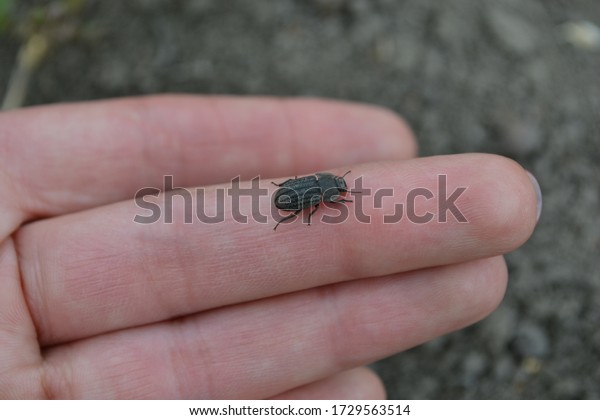 Tenebrionid\
beetle, a pest of crops on hand\
background