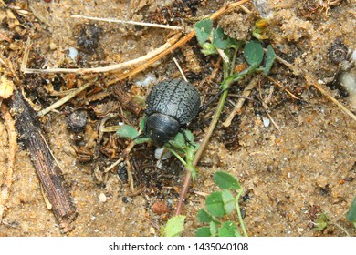 Tenebrionid Beetle. Pimelia Bipunctata. Tarifa, Spain.