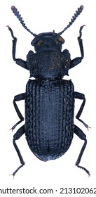 Tenebrionid Darkling Beetle Species Bolitophagus Reticulatus 