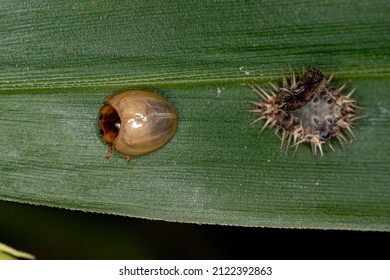 Teneral Stage Scale-feeding Lady Beetle Who Just Had Ecdysis 