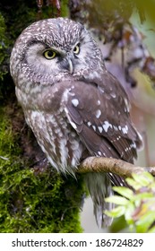 Tengmalm`s Owl (Aegolius Funereus) 