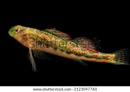 A Tennessee darter and black background 