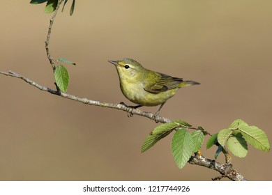 Tennessee Warbler, Oreothlypis peregrina