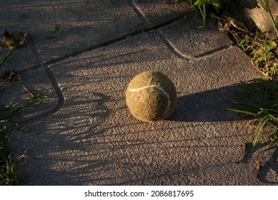 Tennis ball in the afternoon sunlight