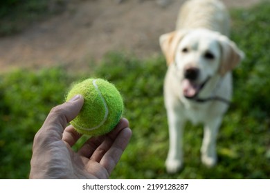 Tennis ball and dog. Ball to throw to dog. Green ball in his hand. Playing with pet.