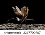 Tenodera sinensis mantis with self defense position on bark with black background, closeup insect