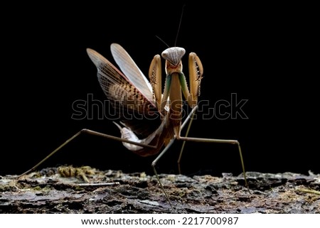 Tenodera sinensis mantis with self defense position on bark with black background, closeup insect