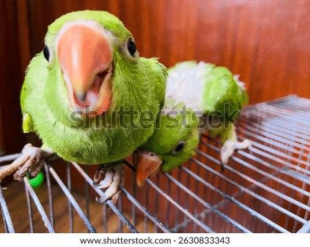 Tense close-up of two green parrots—an older one poised to attack, while the younger appears wary. A dramatic glimpse into parrot dominance behavior.