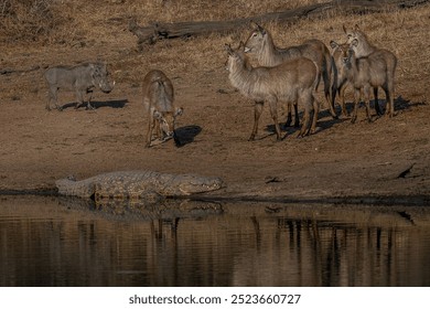 A tense standoff between African wildlife: a warthog, waterbuck, and a hidden crocodile. - Powered by Shutterstock