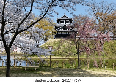 The Tenshu Tower (天守閣) of Takada Castle perching on the green hill and Sakura (cherry blossom) trees in full bloom by the moat on a sunny spring day, in Takada Castle Park, Joetsu City, Niigata, Japan