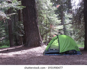 Tent Camping Among The Redwoods In Yosemite