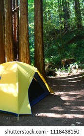 Tent Camping In Redwoods