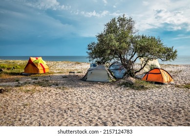 Tent camping under olive tree on the beach at sunset