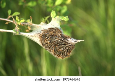 Tent caterpillar nest on a tree branch. Close-up - Shutterstock ID 1976764676