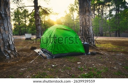 A tent in the meddle of pine tree at the sunset, outdoor, lifestyle concept.