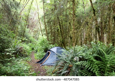 Tent In Redwoods