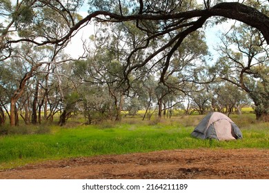 Tent Set Up Under The Gumtree