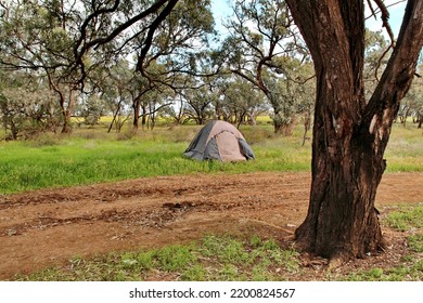 Tent Set Up Under The Gumtree