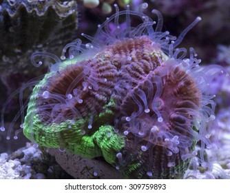 Tentacle Monster: Large Polyp Stony Coral Filter Feeding On Phytoplankton And Zooplankton