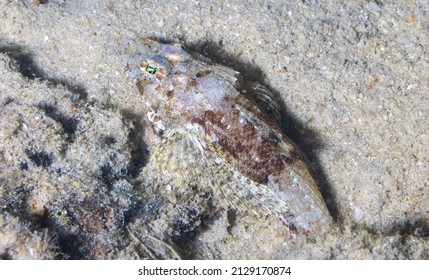 The tentacled flathead or crocodilefish is a flathead within the order Scorpaeniformes, an order which also includes the scorpionfishes and stonefishes