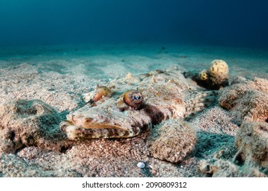 A tentacled flathead (Papilloculiceps longiceps) or crocodilefish hiding and resting on sandy sea bottom in the Red Sea in Eilat, Israel