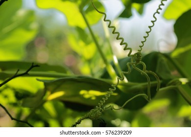 The tentacles of ivy.