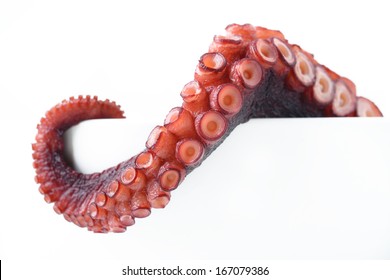 tentacles of octopus 