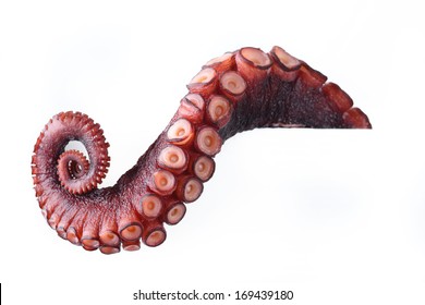 tentacles of octopus 