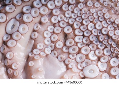 Cuantos tentáculos tiene un pulpo