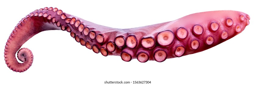Tentacles of octopus isolated on white background closeup.  Sea food 
