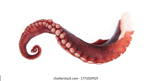 tentacles of octopus isolated on white background