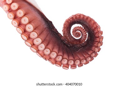 Tentacles Of Octopus Isolated On White Background