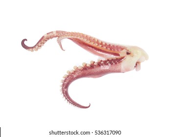 Tentacles Of Octopus Isolated On White Background