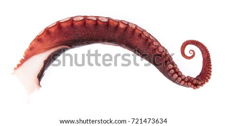 tentacles of octopus isolated on white background