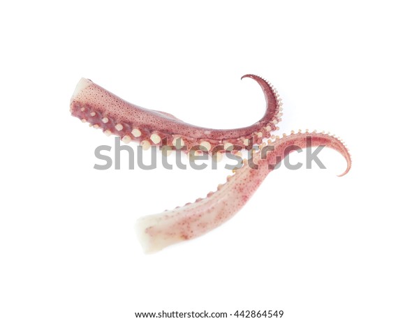 Tentacles Octopus Isolated On White Background Stock Photo 442864549 ...