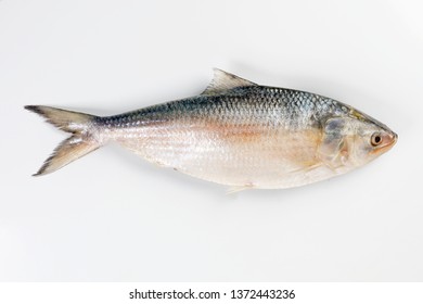 Tenualosa ilisha  hilsa herring terbuk fish on white background 