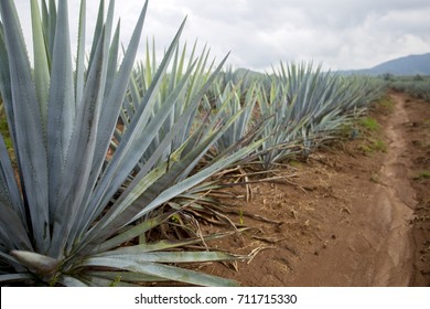 Tequila, Agave