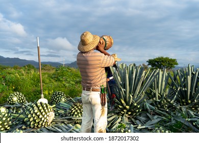 Tequila, Jalisco, A Farmer Is Drinking Water And In The Agave Field In The Countryside.