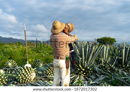 Tequila, Jalisco, a farmer is drinking water and in the agave field in the countryside.