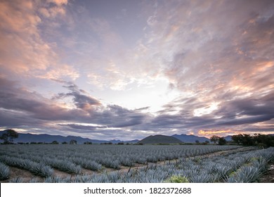 Tequila Jalisco Mexico, Agave Landscape