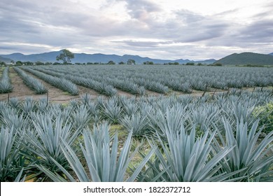 Tequila Jalisco Mexico, Agave Landscape