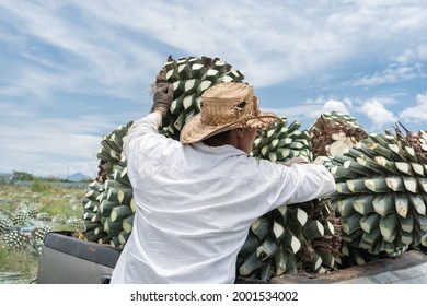 Tequila Jalisco Mexico - August 13, 2020: The Farmer Is Placing The Agaves On The Truck.	