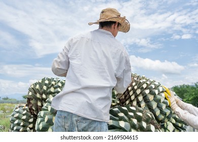 Tequila Jalisco Mexico - August 13, 2020: The Farmer Is Arranging The Agave On Top Of The Truck.