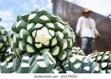 Tequila Jalisco Mexico - August 13, 2020: The Farmer Is On Top Of The Truck Arranging The Pieces Of Agaves.