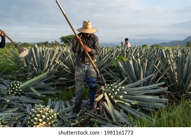 Tequila Jalisco, Mexico - August 15, 2020: The Farmer Is Working With The Agave In The Field.