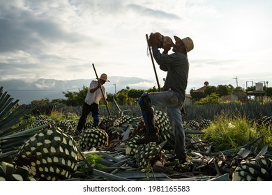 Tequila Jalisco, Mexico - August 15, 2020: Farmer Is Drinking Water In The Agave Field At Sunrise.