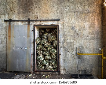 Tequila, Jalisco, Mexico - October 29 2019: Agave Heads Inside Brick Oven Before Baking 