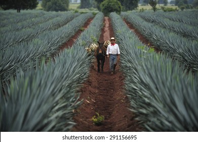Tequila, Jalisco, Mexico : October.11. 2013: Farmer loading the harvested blue agave by donkey for Tequila production, town of Tequila, Jalisco, Mexico 
